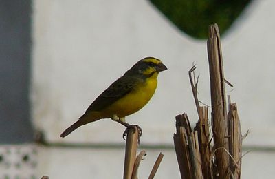 Serin du Mozambique