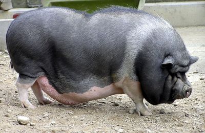 Cochon nain vietnamien
