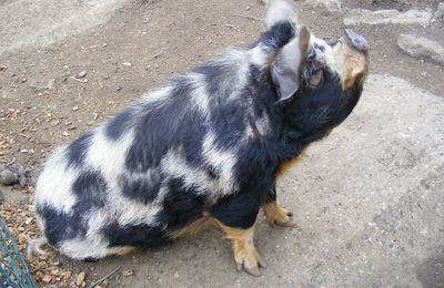 Kunekune