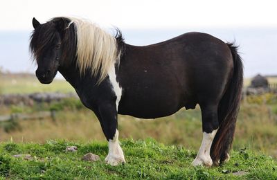 Poney Shetland
