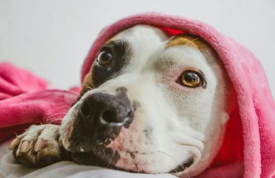 Staffordshire Bull Terrier