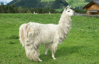 Lama