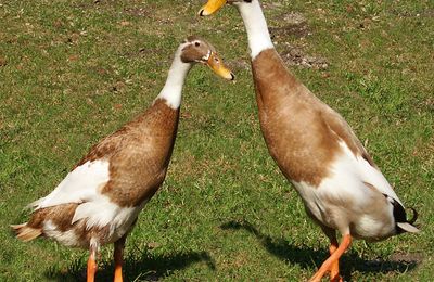 Canard coureur indien