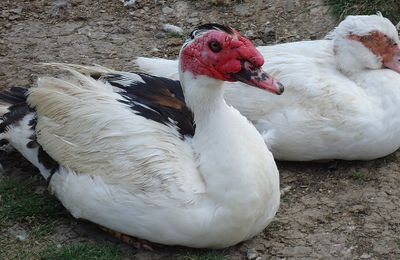 Canard de Barbarie