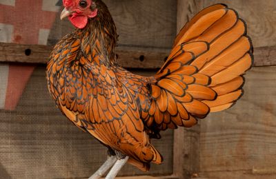 Poule Sebright
