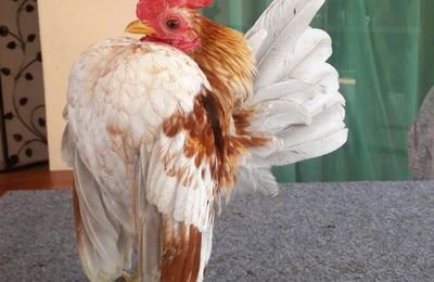 Poule Serama