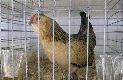 Poule Barbue d'Anvers