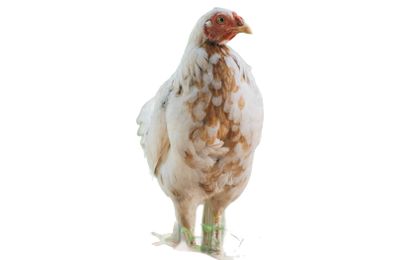 Poule Faverolles