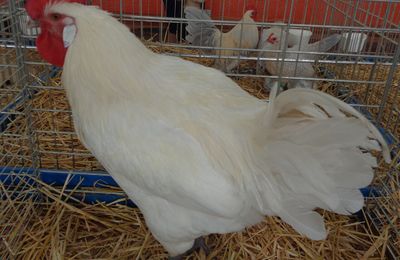 Poule Bresse Gauloise