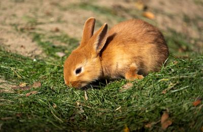 Lapin Nain