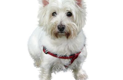 West Highland Terrier