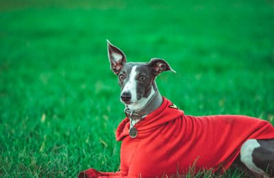 Whippet