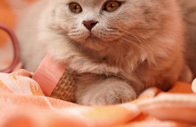 British Longhair