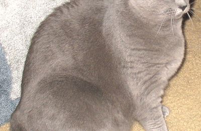 Chartreux
