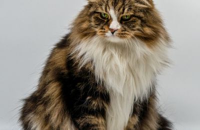 Chat des forêts norvégiennes