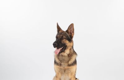 Berger Allemand