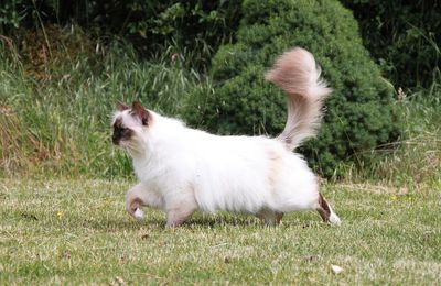 Ragdoll