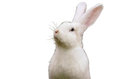 Lapin