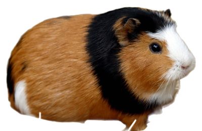 Cochon d'Inde