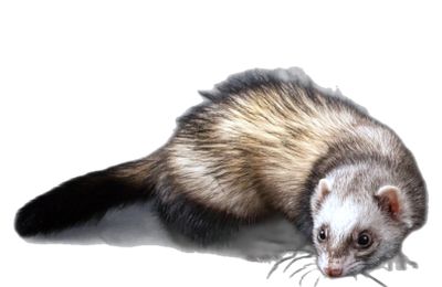 Furet