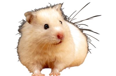 Hamster
