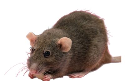 Rat
