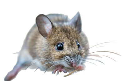 Souris