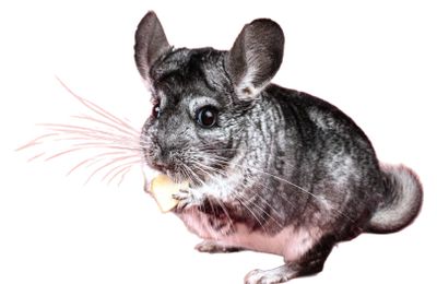 Chinchilla