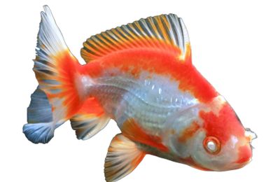 Poisson rouge