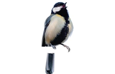 Mésange