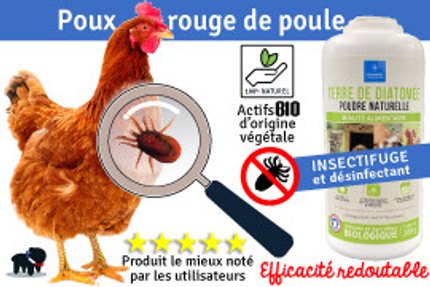 Poule rousse et pou rouge vu à la loupe, à côté d'un flacon de terre de diatomée