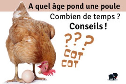 Poule rousse à côté d'un œuf