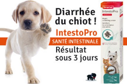 Diarrhée chiot : causes et quand consulter
