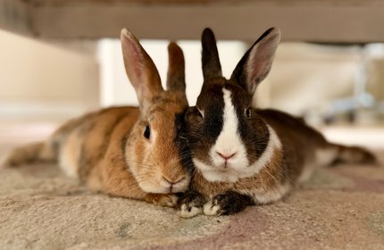 Deux lapins de compagnie allongés côte à côte sur un tapis, au chaud dans la maison