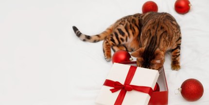 Chat bengal qui fouille une boîte cadeau rouge et blanche entourée de boules de Noël