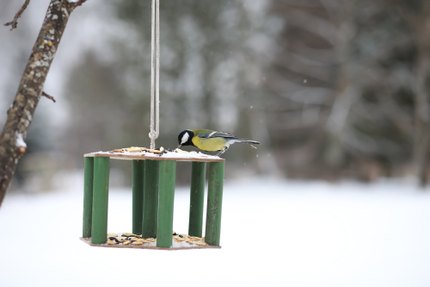 Une mésange charbonnière posée sur une mangeoire suspendue garnie de graines, dans un jardin enneigé