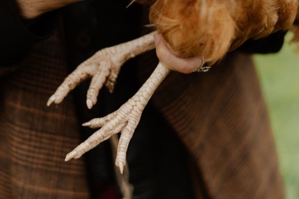 Gros plan sur les pattes écailleuses d'une volaille au plumage roux, tenue contre soi par son propriétaire