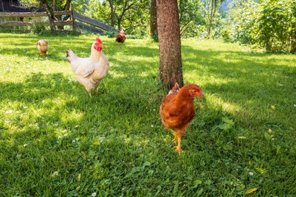 Poules rousses et blanches en liberté sur l'herbe d'un parcours ombragé par des arbres