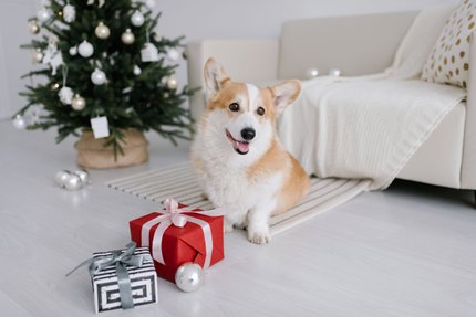 Corgi couché sur un tapis à côté d'un paquet cadeau rouge, devant un sapin de Noël blanc