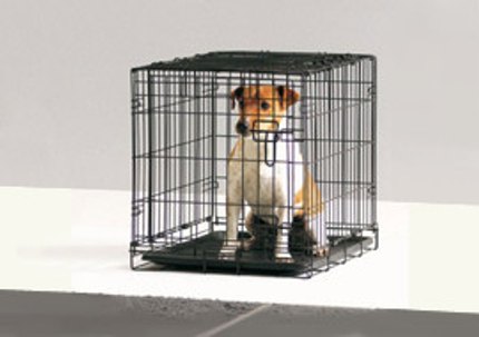 La cage peut-elle m'aider à éduquer mon chien ?