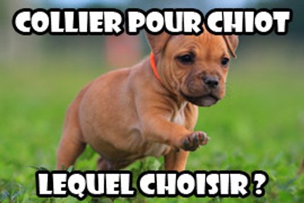 collier chiot