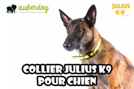 collier julius k9