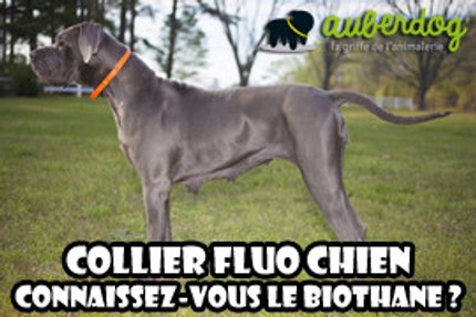 collier fluo chien