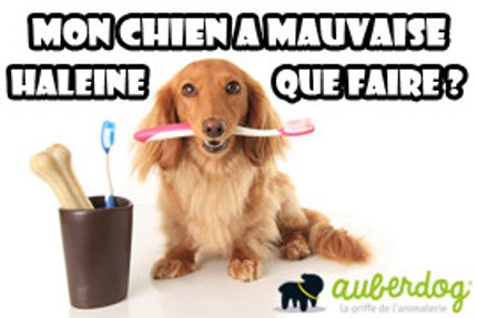 mauvaise haleine chien