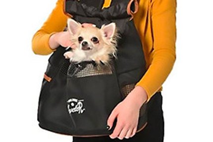 Petits chiens mini et toy