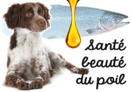 huile de saumon pour chien