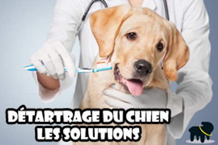 détartrage chien