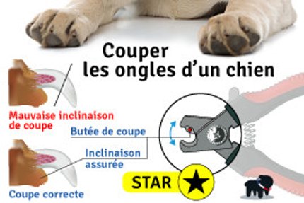 couper ongle chien