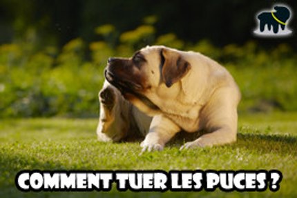 repulsif puce