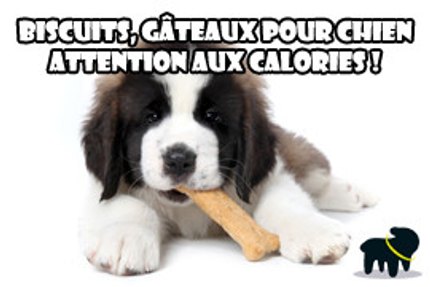 biscuit gateau chien
